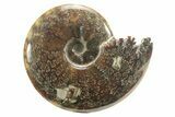 Polished Ammonite (Cleoniceras) Fossil - Madagascar #226283-1